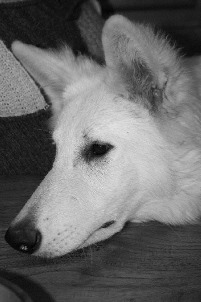 Nice swiss white shepherd paradis de La Maison Des Bergers Blancs